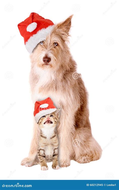 Cat And Dog With Santa Hat Stock Image Image Of Mixed 60212945
