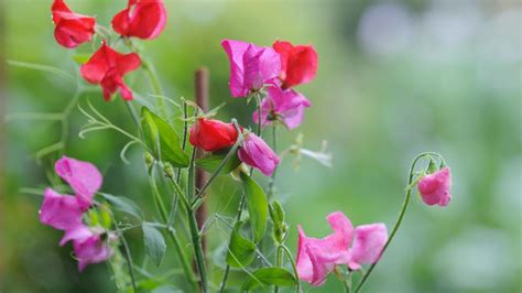 Sweet Peas How To Plant Grow And Care For Sweet Pea Flowers The