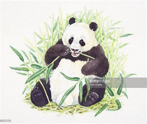 Sitting Giant Panda Ailuropoda Melanoleuca Eating Bamboo Front