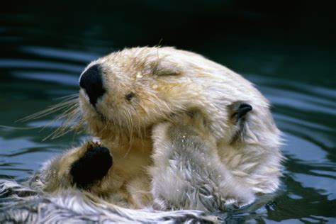 Animal Otter Hd Wallpaper