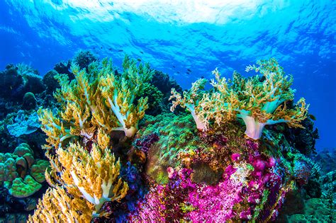 Marine Biology Student Gets Philosophical About Saving Coral Reefs