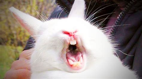 Cute Rabbits 😂 Cute Rabbits Doing Things Funny Full Funny Pets