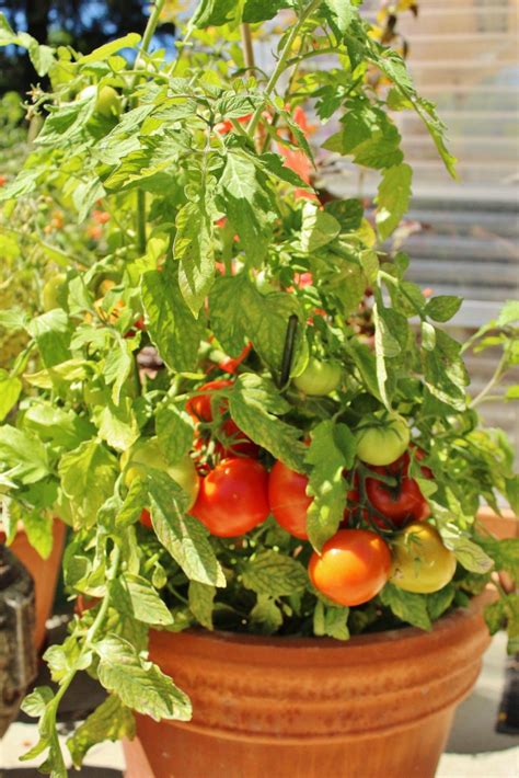 Manitoba Growing Vegetables In Pots Growing Tomatoes In Containers