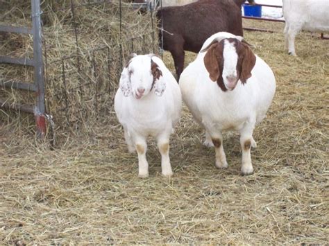 Fat Goats Boer Goats Cool Swords Sorbet Cow Bedding Creatures