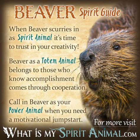 Beaver Symbolism And Meaning Spirit Totem And Power Animal