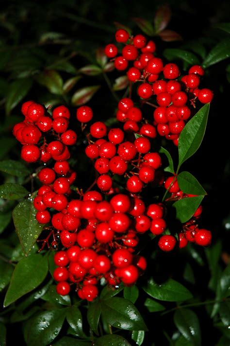 i love this shrub the red berries are great for indoor arrangements in the winter and it