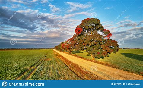 Fall Colors Maple Trees Dirt Road Agriculture Fields Autumn Rural