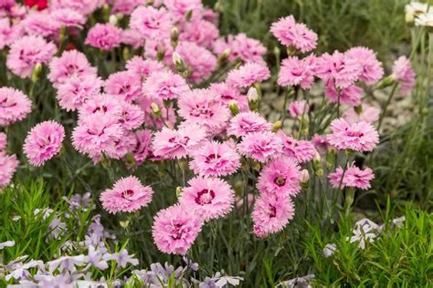 10 Alpines To Grow Pink Dianthus Dianthus Flowers Alpine Flowers