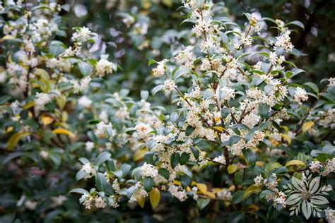 Osmanthus Burkwoodii Tuin Planten Oudsbergen