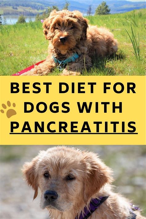 Sadly, some dogs will suffer from pancreatitis. Diets For Dogs With Pancreatitis - Our Experts Advice ...