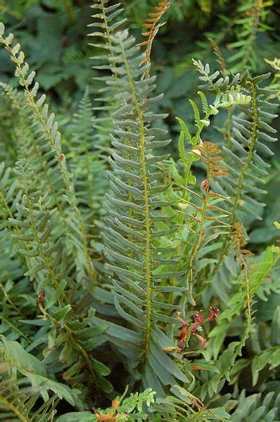 Polystichum Acrostichoides Christmas Fern Native Plants Evergreen Ferns