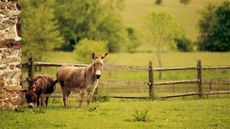 Baby Donkey Wallpapers Top Free Baby Donkey Backgrounds Wallpaperaccess