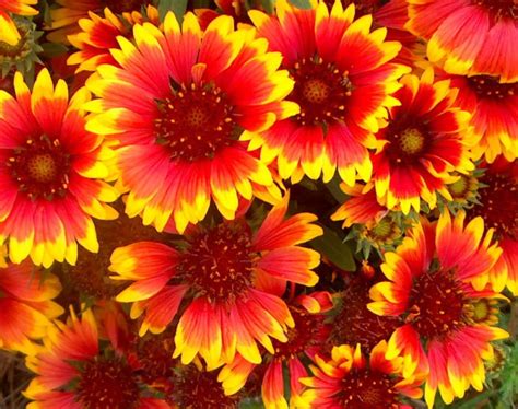 Bring this cute bear family to life with color! Indian Blanket - Scientific Name: Gaillardia Pulchella ...