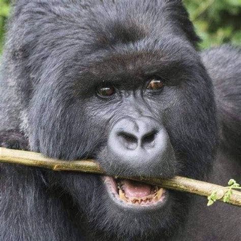 What Do Mountain Gorillas Eat Mountain Gorilla Diet Pamoja Safaris