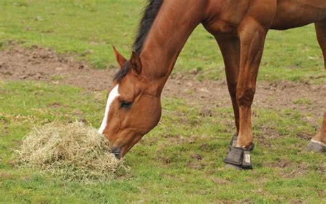 Hay Vs Haylage Whats Best For Your Horse Horse And Rider