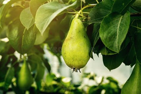 Pears On A Branchunripe Green Pearpear Treetasty Young Pear H Stock