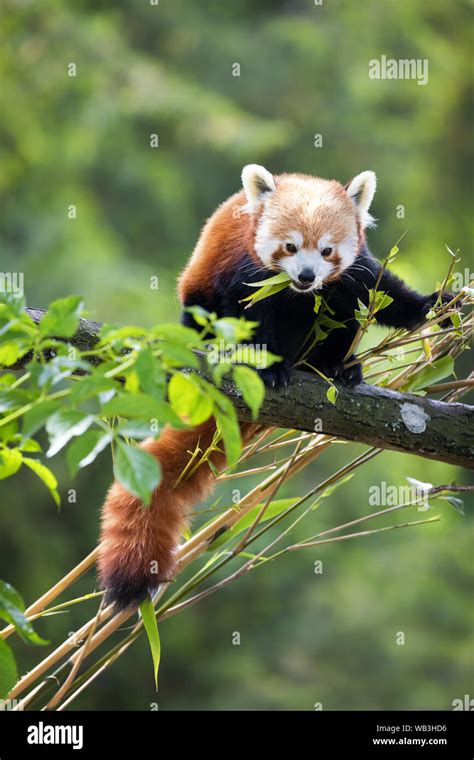 Red Panda Eating Bamboo Shoots The Red Panda Or Bear Cat Is An