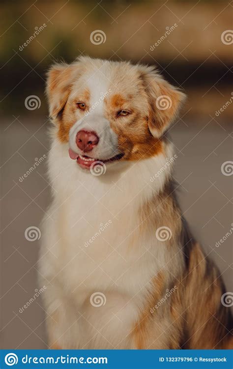Happy Smiling Portrait Of Australian Shepherd Dog Stay On Sand Stock