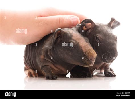 Scared Animals High Resolution Stock Photography And Images Alamy