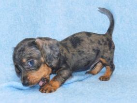 Look here to find a dachshund breeder who may have puppies for sale or a male dog available for stud service close to you. WIRE HAIRED Dachshund Puppies For Sale | Dachshund puppies ...