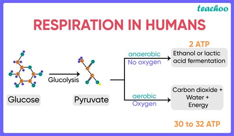 Anaerobic Respiration Equation In Humans