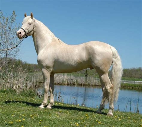 cremello horse facts  pictures horsebreedspicturescom
