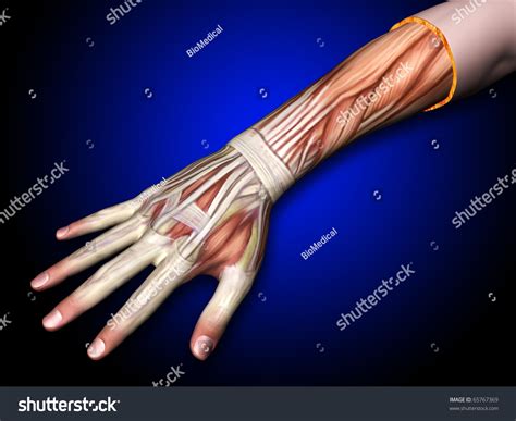 Picture Of Forearm Tendons Body Anatomy Upper Extremity Tendons The