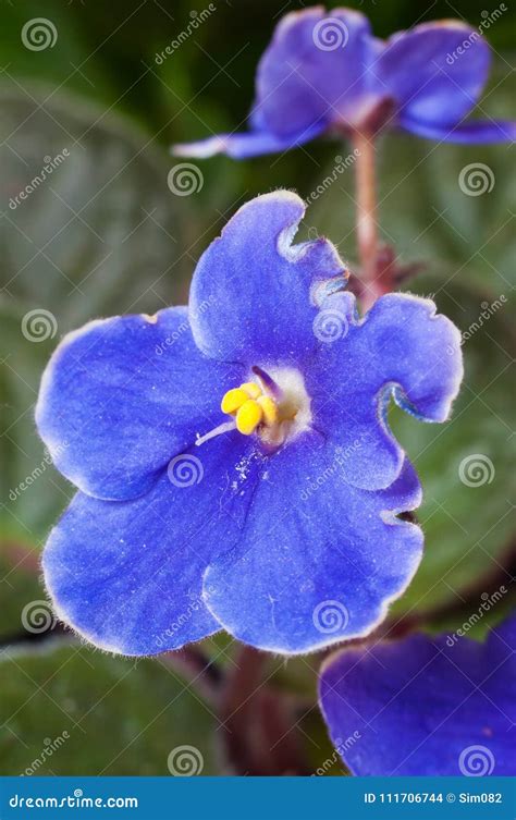 Macro Photography Of A Saintpaulia African Violet Flower Stock Photo