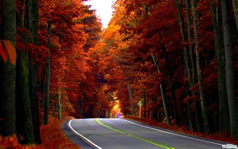 Road Forest Trees Autumn D Wallpaper 1920x1200 97774 Wallpaperup