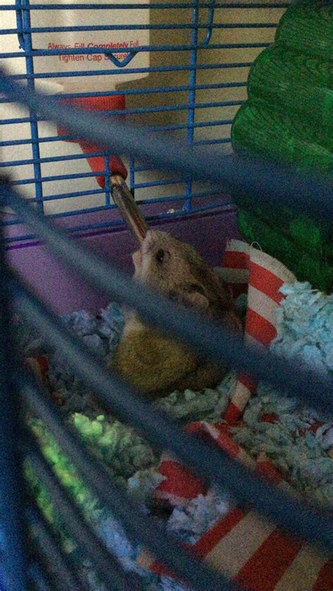 My Hamster Danny Drinking Water Without Getting Out Of His Nest