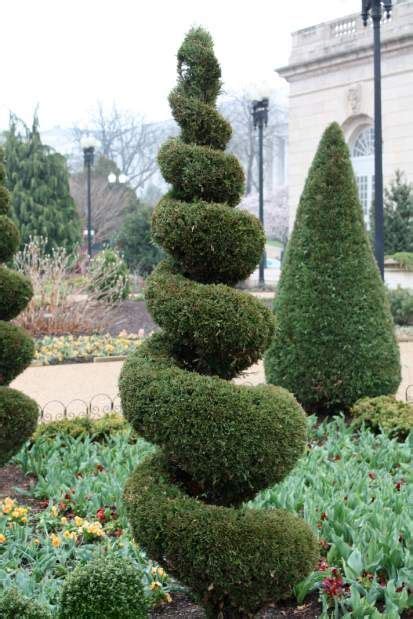 Spiral Topiary Diy