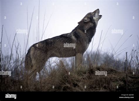 Heulender Wolf Stockfoto Bild 1205639 Alamy