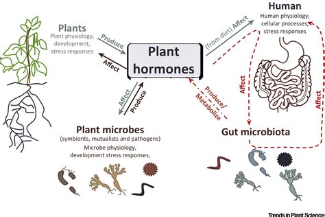 Plant Hormones Key Players In Gut Microbiota And Human Diseases