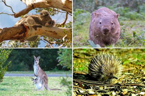 Australian Wild Animals