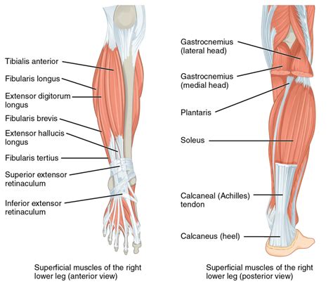 Leg Muscles Diagram Labeled Female Posterior Leg Musc