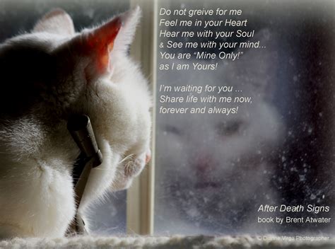 Grieving Cat Loss Quotes Meow Meow
