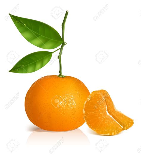 Mandarin Orange Clipart Clipground
