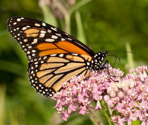 Butterfly Gallery Laura Meyers Nature Photograpy