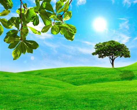 Green Leaf And Tree In Grass Field With Blue Sky Stock Photo Image Of