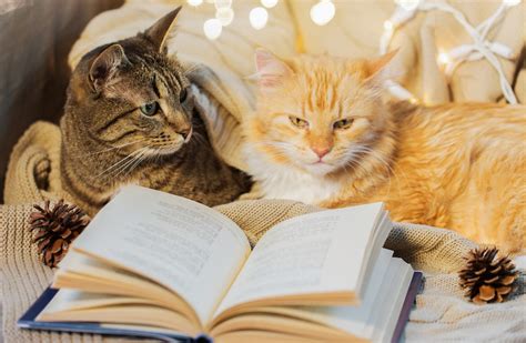 Two Cats Reading A Book © Can Stock Photo Dolgachov File 770