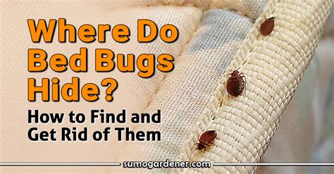 Where Do Bed Bugs Hide How To Find And Get Rid Of Them Sumo Gardener