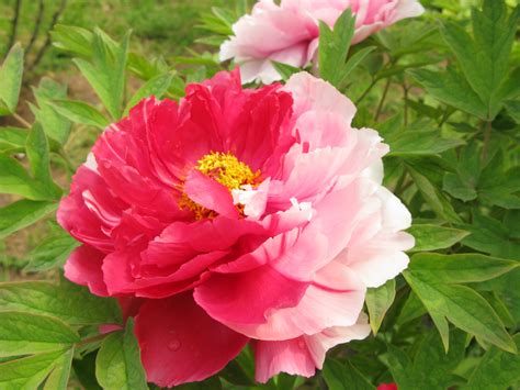 Chinese Luoyang Peony Festival King Of Flowers By Minasitirith On