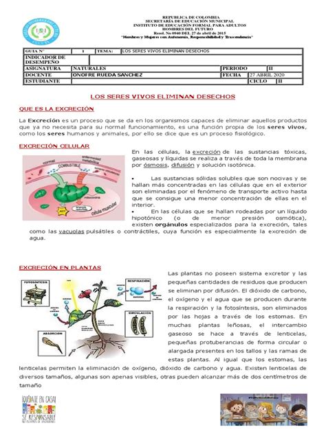 Guia 1 Naturales La Excrecion Pdf Excreción Ósmosis