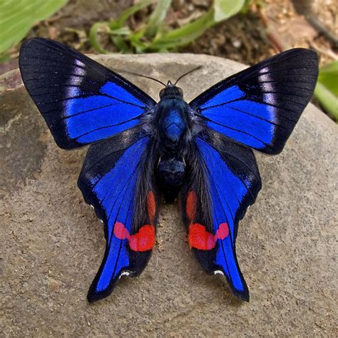 Mariposas Butterfly Species Beautiful Butterflies Most Beautiful