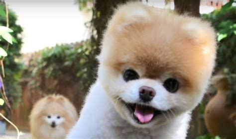 Dog or cat, which do you like better? Cutest Dog Expressions Debunked | Animal Shelters Near Me