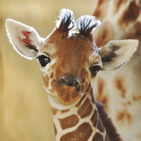 Baby Giraffe Im So Cute My Mom Wont Let Me Outside Til After Dark