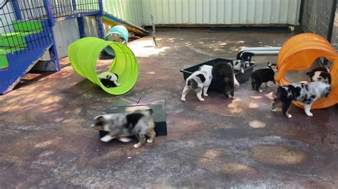 Browse aussie breeders in pa, as well as indiana, new york, ohio. Mini and Toy Australian Shepherd puppies play together at ...