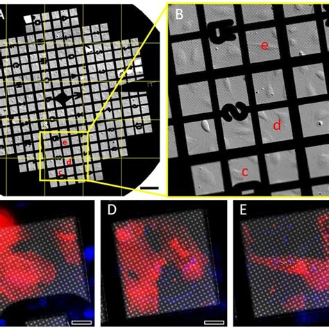 Automated Confocal Live Cell Microscopy A A Typical Grid Square With