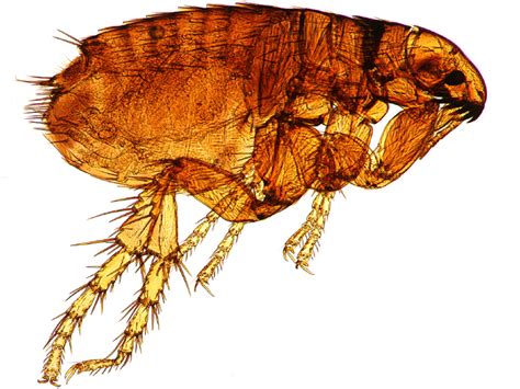 The Meaning And Symbolism Of The Word Fleas