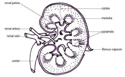 Physiological Anatomy Of The Kidney Human Anatomy